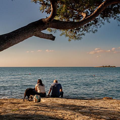 chien plage