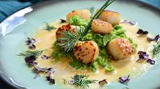 Les coquilles Saint-Jacques 