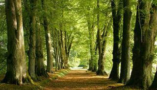 La forêt de Cerisy