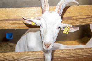 Découvrir la ferme de la Cabinette